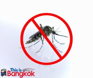 mosquitoes in Bangkok