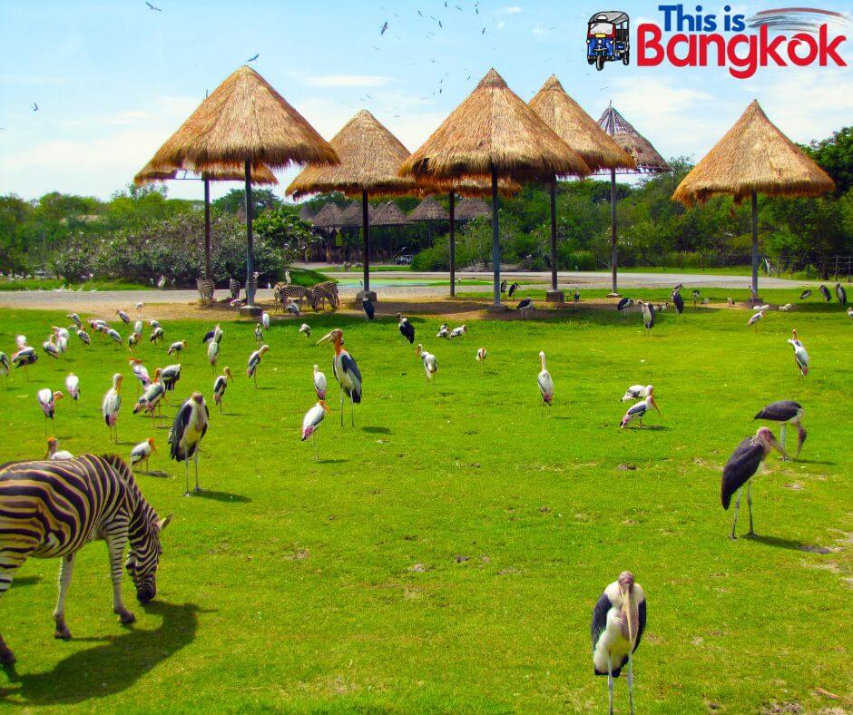 Safari World Bangkok | This is Bangkok